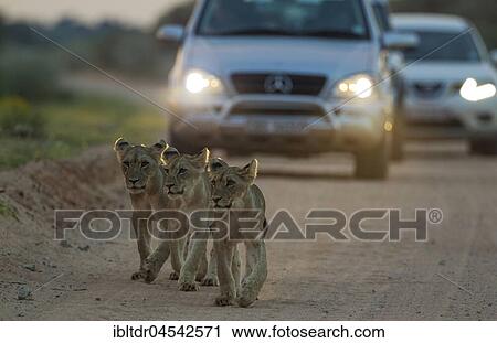 Lions (Panthera leo), three cubs walking on a road, at dawn, cars behind for morning game drive, Kalahari Desert, Kgalagadi Transfrontier Park, South Africa, Africa View Large Photo Image Stock Image - Lions (Panthera leo), three cubs walking on a road, at dawn, cars behind for morning game drive, Kalahari Desert, Kgalagadi Transfrontier Park, South Africa, Africa. Fotosearch