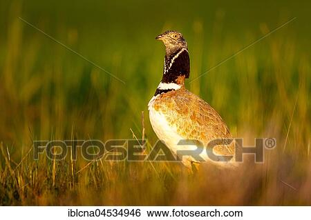 Little Bustard (Tetrax tetrax), in a meadow, Spain, Europe View Large Photo Image Stock Photograph - Little Bustard (Tetrax tetrax), in a meadow, Spain, Europe. Fotosearch