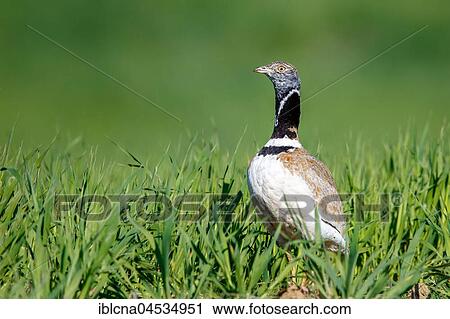 Stock Image - Little Bustard (Tetrax tetrax), in the grass, Spain, Europe. Fotosearch
