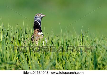 Stock Photo - Little Bustard (Tetrax tetrax), in the grass, Spain, Europe. Fotosearch