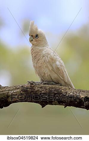 Picture - Little Corella (Cacatua sanguinea), adult, sitting on branch, Sturt National Park, New South Wales, Australia, Oceania. Fotosearch