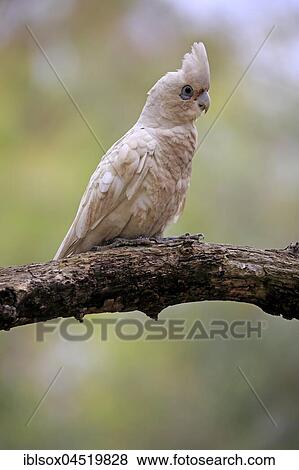 Stock Photo - Little Corella (Cacatua sanguinea), adult, sitting on branch, Sturt National Park, New South Wales, Australia, Oceania. Fotosearch