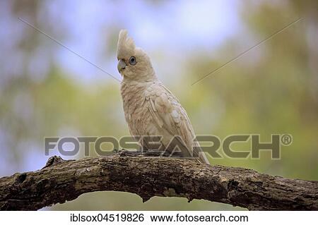 Stock Photograph - Little Corella (Cacatua sanguinea), adult, sitting on branch, Sturt National Park, New South Wales, Australia, Oceania. Fotosearch