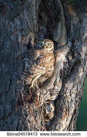 Little owl (Athene noctua), in front of nesting hole in the tree trunk, Hesse, Germany, Europe View Large Photo Image Stock Image - Little owl (Athene noctua), in front of nesting hole in the tree trunk, Hesse, Germany, Europe. Fotosearch