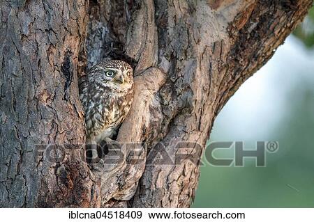 Stock Photo - Little owl (Athene noctua), in front of nesting hole in tree trunk, Hesse, Germany, Europe. Fotosearch