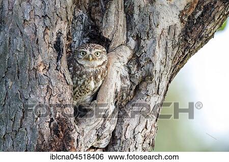 Stock Photograph - Little owl (Athene noctua), in front of nesting hole in tree trunk, Hesse, Germany, Europe. Fotosearch