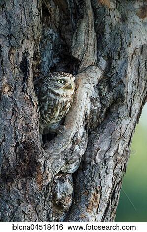 Stock Photograph - Little owl (Athene noctua), nesting hole in the tree trunk, Hesse, Germany, Europe. Fotosearch