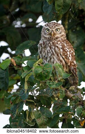 Stock Image - Little owl (Athene noctua), sitting in tree, Hesse, Germany, Europe. Fotosearch
