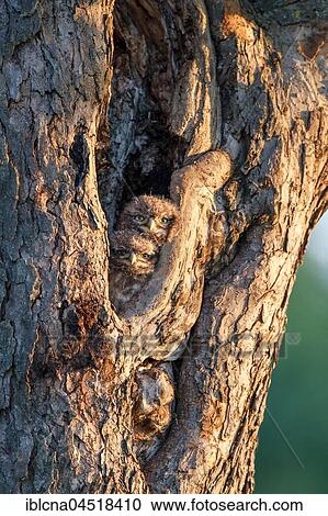 Little owl (Athene noctua), young animal in front of nesting hole in the tree trunk, Hesse, Germany, Europe View Large Photo Image Stock Image - Little owl (Athene noctua), young animal in front of nesting hole in the tree trunk, Hesse, Germany, Europe. Fotosearch