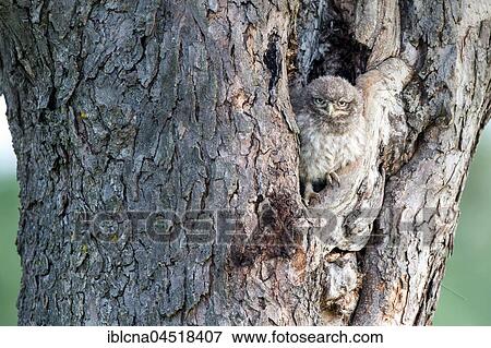 Stock Photo - Little owl (Athene noctua), young animal in front of nesting hole in the tree trunk, Hesse, Germany, Europe. Fotosearch