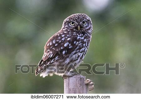 Little Owl (Athene noctuo) on his sitting warden, Langenberg, North Rhine-Westphalia View Large Photo Image Stock Image - Little Owl (Athene noctuo) on his sitting warden, Langenberg, North Rhine-Westphalia. Fotosearch