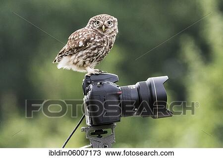 Little Owl (Athene noctuo) uses camera as seat-waiter, Langenberg, North Rhine-Westphalia View Large Photo Image Stock Image - Little Owl (Athene noctuo) uses camera as seat-waiter, Langenberg, North Rhine-Westphalia. Fotosearch