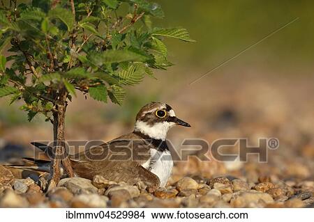 Little ringed plover (Charadrius dubius) sitting on nest, brooding, biosphere reserve Mittlere Elbe, Saxony-Anhalt, Germany, Europe View Large Photo Image Picture - Little ringed plover (Charadrius dubius) sitting on nest, brooding, biosphere reserve Mittlere Elbe, Saxony-Anhalt, Germany, Europe. Fotosearch