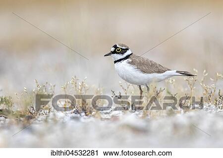 Little ringed plover (Charadrius dubius) habitat sand bank, Middle Elbe Biosphere Reserve, Saxony-Anhalt, Germany, Europe View Large Photo Image Stock Image - Little ringed plover (Charadrius dubius) habitat sand bank, Middle Elbe Biosphere Reserve, Saxony-Anhalt, Germany, Europe. Fotosearch