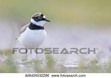 Little ringed plover (Charadrius dubius) habitat sand bank, Middle Elbe Biosphere Reserve, Saxony-Anhalt, Germany, Europe View Large Photo Image Stock Image - Little ringed plover (Charadrius dubius) habitat sand bank, Middle Elbe Biosphere Reserve, Saxony-Anhalt, Germany, Europe. Fotosearch