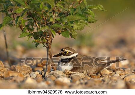 Little ringed plover (Charadrius dubius), sitting on nest, brooding, biosphere reserve Mittlere Elbe, Saxony-Anhalt, Germany, Europe View Large Photo Image Stock Photo - Little ringed plover (Charadrius dubius), sitting on nest, brooding, biosphere reserve Mittlere Elbe, Saxony-Anhalt, Germany, Europe. Fotosearch
