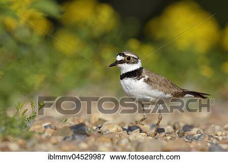 Little ringed plover (Charadrius dubius), in the biotope, Biosphere Reserve Middle Elbe, Saxony-Anhalt, Germany, Europe View Large Photo Image Stock Photo - Little ringed plover (Charadrius dubius), in the biotope, Biosphere Reserve Middle Elbe, Saxony-Anhalt, Germany, Europe. Fotosearch