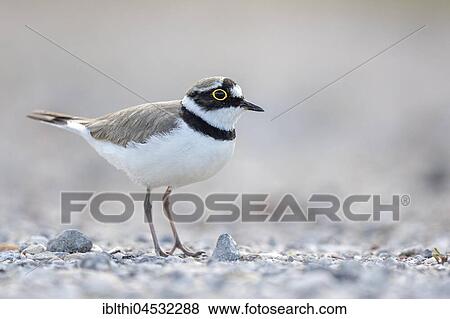 Little ringed plover (Charadrius dubius) habitat sand bank, Middle Elbe Biosphere Reserve, Saxony-Anhalt, Germany, Europe View Large Photo Image Stock Photo - Little ringed plover (Charadrius dubius) habitat sand bank, Middle Elbe Biosphere Reserve, Saxony-Anhalt, Germany, Europe. Fotosearch