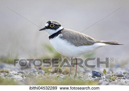 Little ringed plover (Charadrius dubius) habitat sand bank, Middle Elbe Biosphere Reserve, Saxony-Anhalt, Germany, Europe View Large Photo Image Stock Photo - Little ringed plover (Charadrius dubius) habitat sand bank, Middle Elbe Biosphere Reserve, Saxony-Anhalt, Germany, Europe. Fotosearch