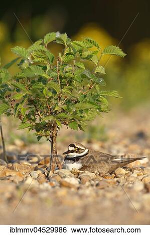 Little ringed plover (Charadrius dubius) sitting on nest, brooding, biosphere reserve Mittlere Elbe, Saxony-Anhalt, Germany, Europe View Large Photo Image Stock Photograph - Little ringed plover (Charadrius dubius) sitting on nest, brooding, biosphere reserve Mittlere Elbe, Saxony-Anhalt, Germany, Europe. Fotosearch