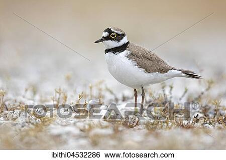 Little ringed plover (Charadrius dubius) habitat sand bank, Middle Elbe Biosphere Reserve, Saxony-Anhalt, Germany, Europe View Large Photo Image Stock Photograph - Little ringed plover (Charadrius dubius) habitat sand bank, Middle Elbe Biosphere Reserve, Saxony-Anhalt, Germany, Europe. Fotosearch