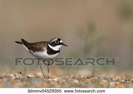 Stock Photography - Little ringed plover (Charadrius dubius), in the biotope, Biosphere Reserve Middle Elbe, Saxony-Anhalt, Germany, Europe. Fotosearch