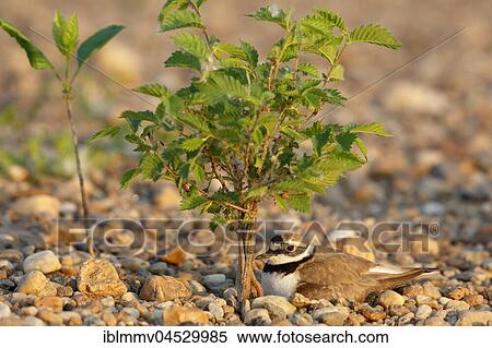 Little ringed plover (Charadrius dubius) sitting on nest, brooding, biosphere reserve Mittlere Elbe, Saxony-Anhalt, Germany, Europe View Large Photo Image Stock Photography - Little ringed plover (Charadrius dubius) sitting on nest, brooding, biosphere reserve Mittlere Elbe, Saxony-Anhalt, Germany, Europe. Fotosearch