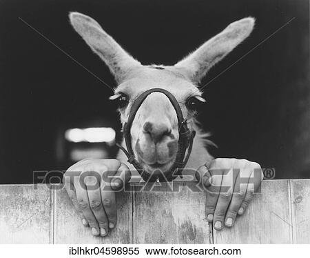 Stock Photography - Llama with hands, England, Great Britain. Fotosearch