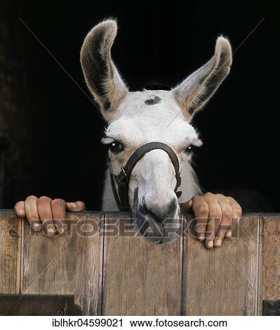 Llama with two hands, England, Great Britain View Large Photo Image Stock Image - Llama with two hands, England, Great Britain. Fotosearch