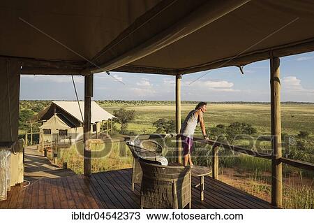 Lobby and stilted canvas tent, Polentswa Camp on the ridge of a sand dune, during the rainy season with green surroundings, Kalahari Desert, Kgalagadi Transfrontier Park, Botswana, Africa View Large Photo Image Stock Image - Lobby and stilted canvas tent, Polentswa Camp on the ridge of a sand dune, during the rainy season with green surroundings, Kalahari Desert, Kgalagadi Transfrontier Park, Botswana, Africa. Fotosearch