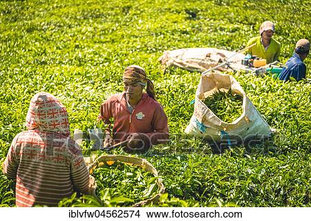 Local tea pickers harvest, pick tea, tea plantation, cultivation of tea, Cameron Highlands, Tanah Tinggi Cameron, Pahang, Malaysia, Asia View Large Photo Image Picture - Local tea pickers harvest, pick tea, tea plantation, cultivation of tea, Cameron Highlands, Tanah Tinggi Cameron, Pahang, Malaysia, Asia. Fotosearch