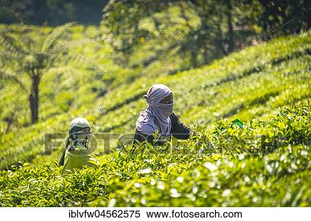 Local tea pickers harvest, pick tea, tea plantation, cultivation of tea, Cameron Highlands, Tanah Tinggi Cameron, Pahang, Malaysia, Asia View Large Photo Image Stock Photography - Local tea pickers harvest, pick tea, tea plantation, cultivation of tea, Cameron Highlands, Tanah Tinggi Cameron, Pahang, Malaysia, Asia. Fotosearch
