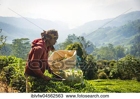 Local young man, tea picker harvests, picks tea, tea plantation, cultivation of tea, Cameron Highlands, Tanah Tinggi Cameron, Pahang, Malaysia, Asia View Large Photo Image Stock Image - Local young man, tea picker harvests, picks tea, tea plantation, cultivation of tea, Cameron Highlands, Tanah Tinggi Cameron, Pahang, Malaysia, Asia. Fotosearch