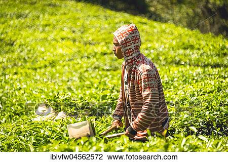 Stock Image - Local young man, tea picker harvests, picks tea, tea plantation, cultivation of tea, Cameron Highlands, Tanah Tinggi Cameron, Pahang, Malaysia, Asia. Fotosearch