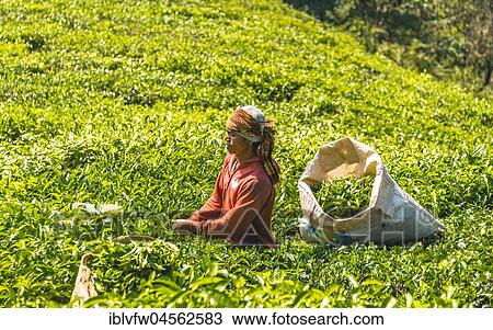 Local young man, tea picker harvests, picks tea, tea plantation, cultivation of tea, Cameron Highlands, Tanah Tinggi Cameron, Pahang, Malaysia, Asia View Large Photo Image Stock Image - Local young man, tea picker harvests, picks tea, tea plantation, cultivation of tea, Cameron Highlands, Tanah Tinggi Cameron, Pahang, Malaysia, Asia. Fotosearch