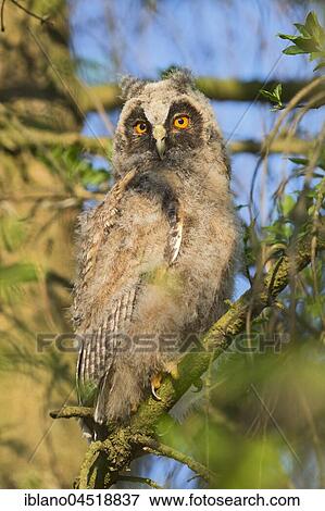 Long-eared owl (Asio otus), young animal sitting on branch, Burgenland, Austria, Europe View Large Photo Image Stock Photo - Long-eared owl (Asio otus), young animal sitting on branch, Burgenland, Austria, Europe. Fotosearch