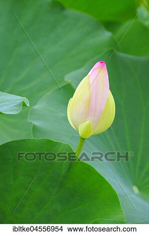 Lotus (Nelumbo), bud, Germany, Europe View Large Photo Image Picture - Lotus (Nelumbo), bud, Germany, Europe. Fotosearch