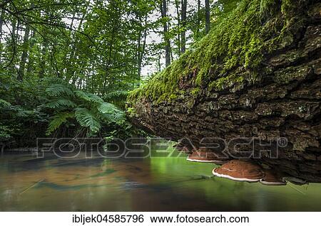 Lying tree trunk with mushrooms, river Schlaube, Schlaubetal, Brandenburg, Germany, Europe View Large Photo Image Stock Photograph - Lying tree trunk with mushrooms, river Schlaube, Schlaubetal, Brandenburg, Germany, Europe. Fotosearch