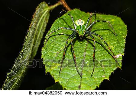 Lynx spider (Peucetia madagascariensis) lurking on leaf, Ankarafantsika National Park, Madagascar, Africa View Large Photo Image Stock Image - Lynx spider (Peucetia madagascariensis) lurking on leaf, Ankarafantsika National Park, Madagascar, Africa. Fotosearch