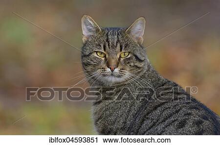 Stock Image - Mackerel cat (Felis silvestris catus), Portrait, Tyrol, Austria, Europe. Fotosearch