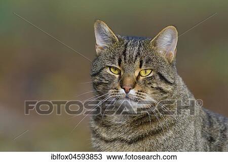 Mackerel cat (Felis silvestris catus), Portrait, Tyrol, Austria, Europe View Large Photo Image Stock Image - Mackerel cat (Felis silvestris catus), Portrait, Tyrol, Austria, Europe. Fotosearch