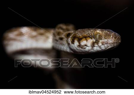 Madagascar Cat Snake (Madagascarophis colubrinus), Kirindy National Park, Madagascar, Africa View Large Photo Image Stock Image - Madagascar Cat Snake (Madagascarophis colubrinus), Kirindy National Park, Madagascar, Africa. Fotosearch