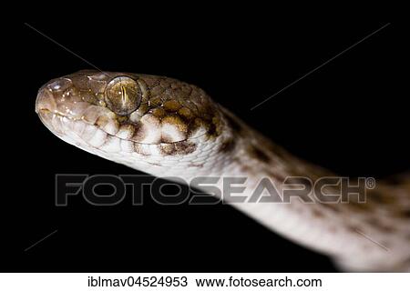 Madagascar Cat Snake (Madagascarophis colubrinus), Kirindy National Park, Madagascar, Africa View Large Photo Image Stock Image - Madagascar Cat Snake (Madagascarophis colubrinus), Kirindy National Park, Madagascar, Africa. Fotosearch