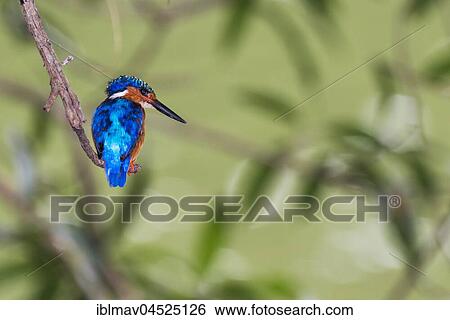 Madagascar Dwarf Kingfisher (Corythornis vintsioides vintsioides vintsioides) sits on a branch, Andasibe National Park, Madagascar, Africa View Large Photo Image Stock Photograph - Madagascar Dwarf Kingfisher (Corythornis vintsioides vintsioides vintsioides) sits on a branch, Andasibe National Park, Madagascar, Africa. Fotosearch