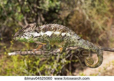 Madagascar giant chameleon (Furcifer verrucosus), Arboretum d' Andtsokay, Madagascar, Africa View Large Photo Image Stock Image - Madagascar giant chameleon (Furcifer verrucosus), Arboretum d' Andtsokay, Madagascar, Africa. Fotosearch