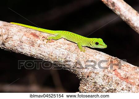 Picture - Madagascar giant day gecko (Phelsuma grandis), male, Nosy Tanikely National Park, Northwest Madagascar, Madagascar, Africa. Fotosearch