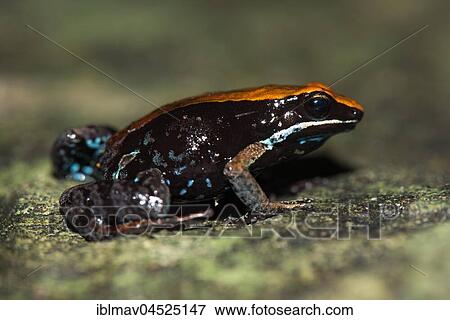 Madagascar Green Frog (Mantella ebenaui), Ankify, Madagascar, Africa View Large Photo Image Stock Photo - Madagascar Green Frog (Mantella ebenaui), Ankify, Madagascar, Africa. Fotosearch