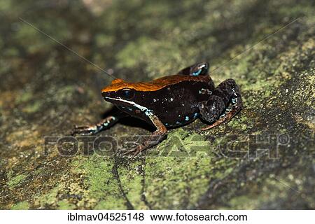 Madagascar Green Frog (Mantella ebenaui), Ankify, Madagascar, Africa View Large Photo Image Stock Photo - Madagascar Green Frog (Mantella ebenaui), Ankify, Madagascar, Africa. Fotosearch