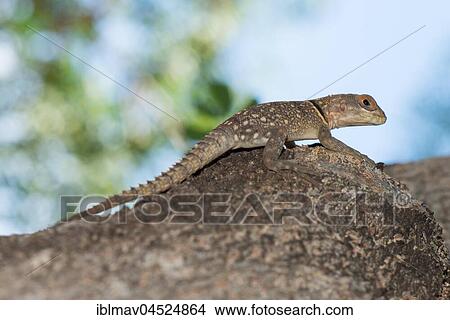 Picture - Madagascar Iguana (Oplurus cuvieri), Miandrivazo, Madagascar, Africa. Fotosearch