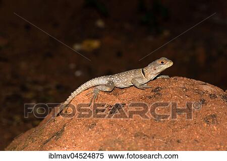 Stock Photography - Madagascar Iguana (Oplurus cuvieri), Miandrivazo, Madagascar, Africa. Fotosearch